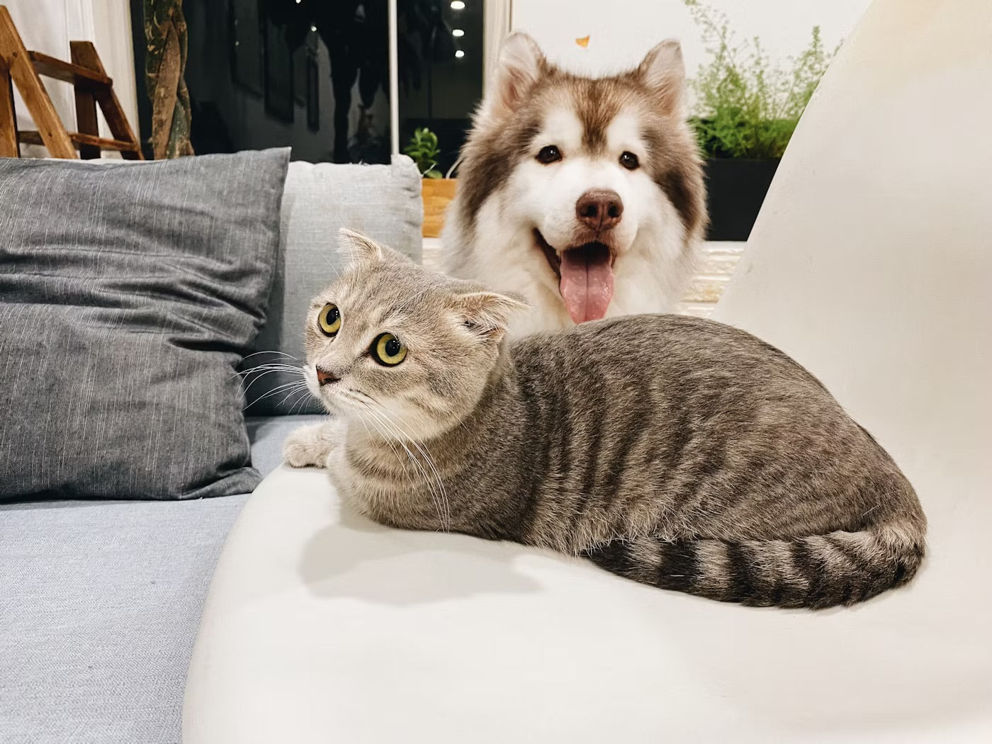 Pet Supplies